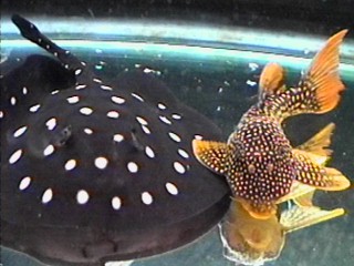 Goldy Pleco (L14) and P. Leopoldi (P13) hunts for a piece of shrimp