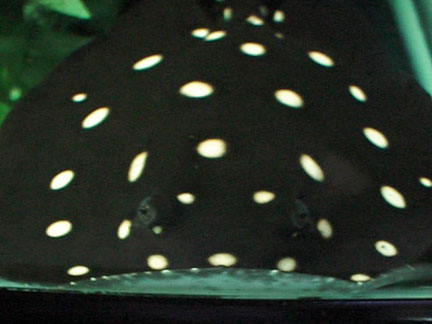 Polka Dot pix courtesy of Guapo's Guppies, P13 = Potamotrygon Leopoldi