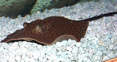 Male "TeaCup" ray