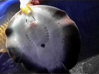 Hand Feeding Female Motoro with Shrimps