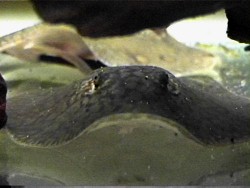 Give me more of that shrimp, bud!