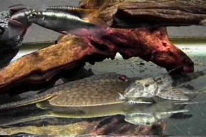Kribensis having a territorial dispute (top left)