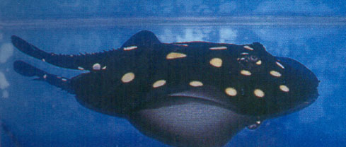 P13 = Potamotrygon Leopoldi