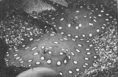P12 = Potamotrygon Henlei, Black Ray