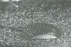 P1 = Potamotrygon Motoro, Orange-spotted Ray