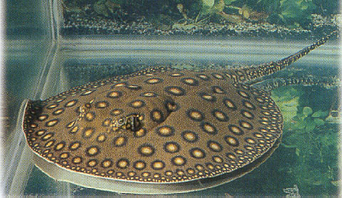 Marbled Motoro