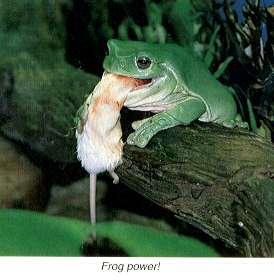 Frog Power