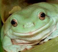 White's Tree Frogs by John Coborn