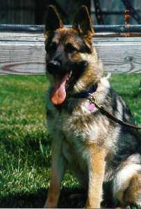 Hukka at 9mos.