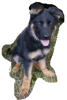 Puppy Kely