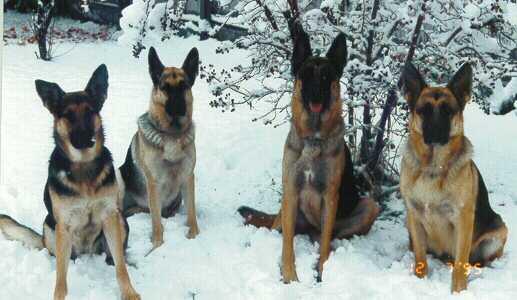 The Pack (adults)