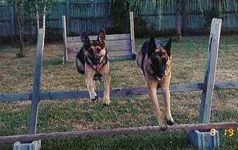 Peto & Jassu jump