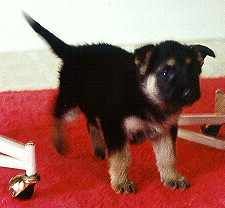 Susi's Baby Picture