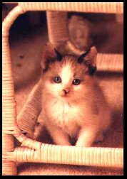 Baby Diz #2