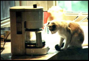 Diz staring down the coffee machine
