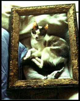 Diz in a Frame