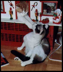 Diz and Triffan at Christmas
