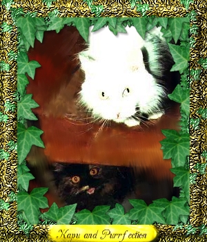 Kapu and Purrfection