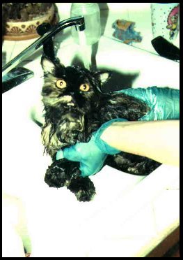 Purrfection in a Sink