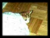 Hide and go Seek!