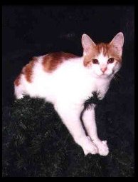 Triff in a Tree!