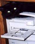 Here Kitty, Kitty Postcards!