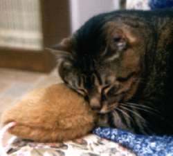 Cuddly Napping