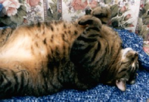 Goodly Napping!