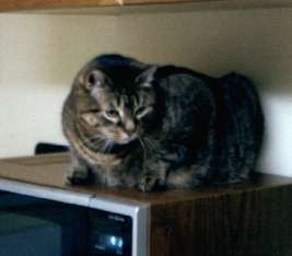 Supervisor Sam