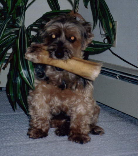 ZV holding huge bone