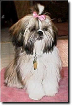 Shih Tzu Photo (12K)