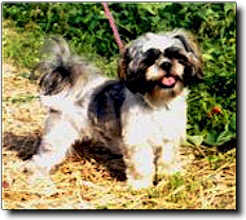 Shih Tzu Photo (14K)