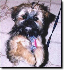 Shih Tzu Photo (14K)