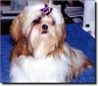 Shih Tzu Photo (15K)