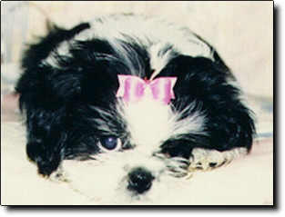 Shih Tzu Photo (11K)
