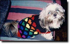 Shih Tzu Photo (10K)