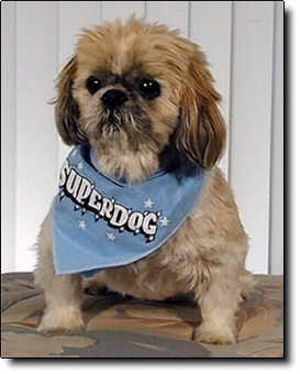 Shih Tzu Photo (14K)
