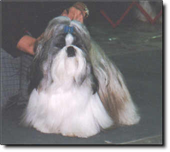 Shih Tzu Photo (11K)