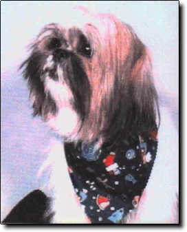 Shih Tzu Photo (14K)