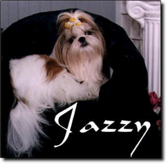 Shih Tzu Photo (14K)
