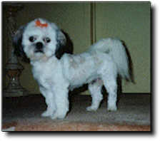 Shih Tzu Photo (7K)
