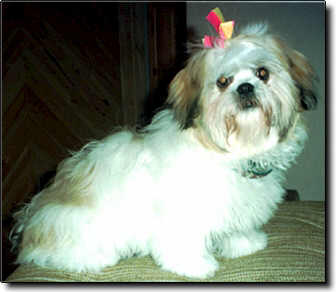 Shih Tzu Photo (13K)