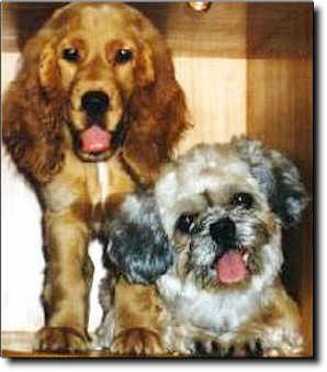 Shih Tzu Photo (17K)