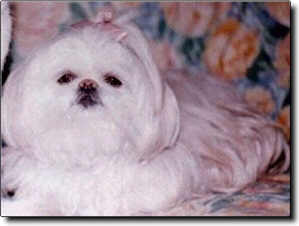Shih Tzu Photo (9K)