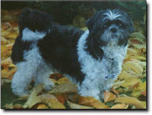 Shih Tzu Photo (12K)