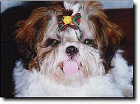 Shih Tzu Photo (10K)