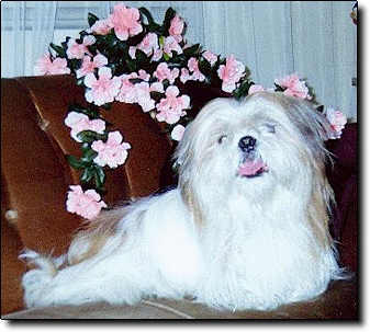 Shih Tzu Photo (1K)