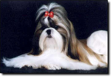 Shih Tzu Photo (12K)
