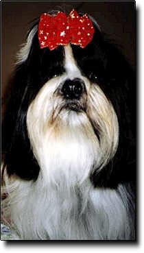 Shih Tzu Photo (12K)