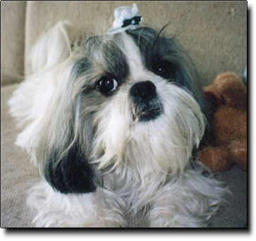 Shih Tzu Photo (16K)